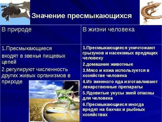 Значение пресмыкающихся в природе. Отряд ящерицы представители. Класс пресмыкающиеся значение. Значение пресмыкающихся в природе и жизни человека. Значение в природе и жизни человека пресмыкающихся.