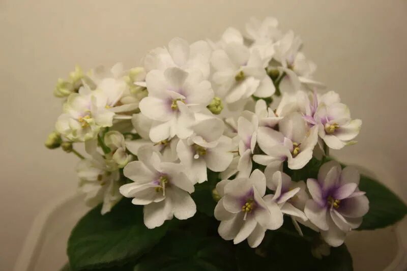 Узамбарская фиалка. Сорт фиалки идеальный шторм. Ек жизнь прекрасна фиалка стандарт. Сорт фиалки жизнь прекрасна. Фиалка полумини алиса.