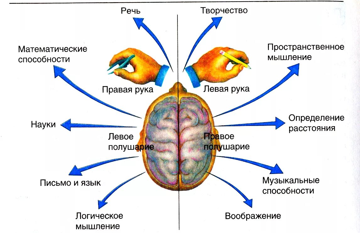 Сигнальная система головного мозга. 1 И 2 сигнальные системы физиология. Первая и вторая сигнальная система человека. 1 Сигнальная система человека. 1 Сигнальная система и 2 сигнальная.