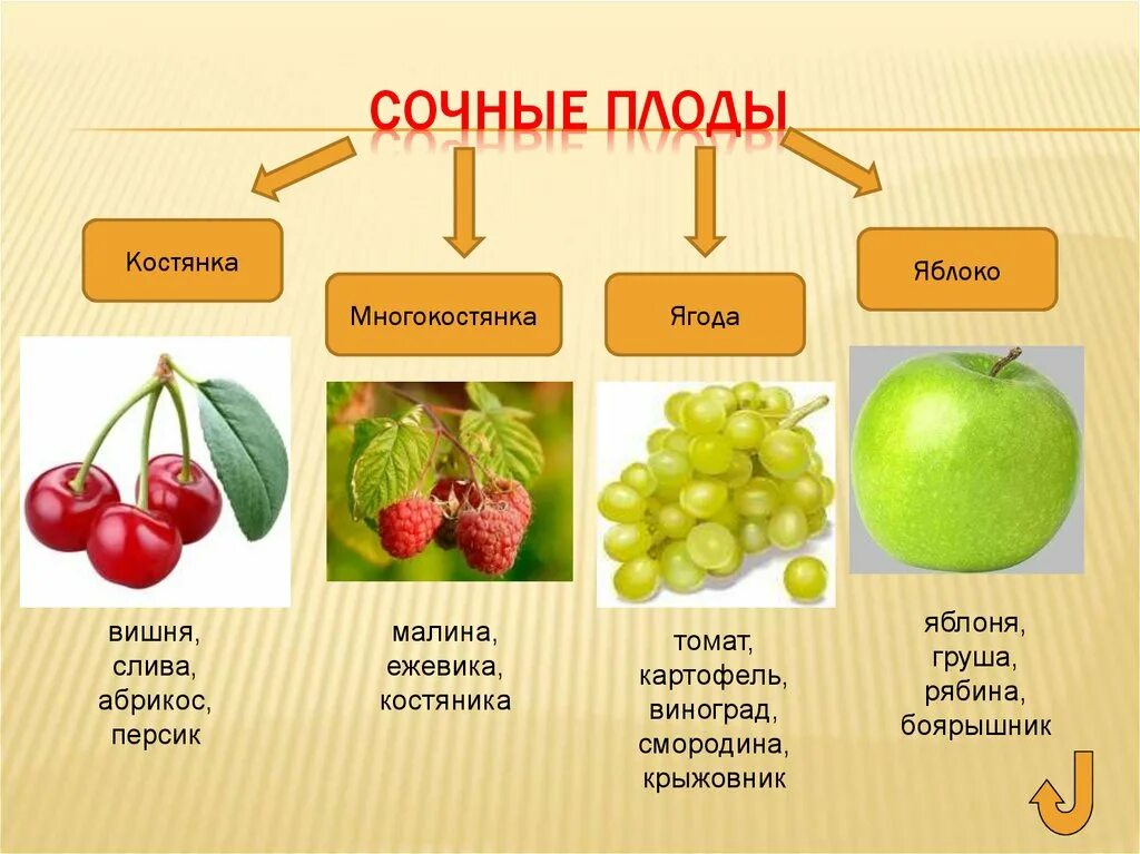 Как отличить плод. Костянковидные плоды многокостянка. Сочные многосемянные плоды ягода. Сочные односемянные плоды костянка. Костянка слива многосемянные плоды.