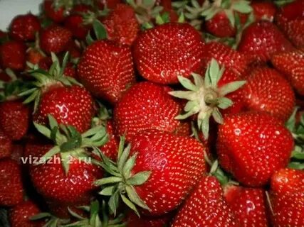Флер клубника описание и отзывы