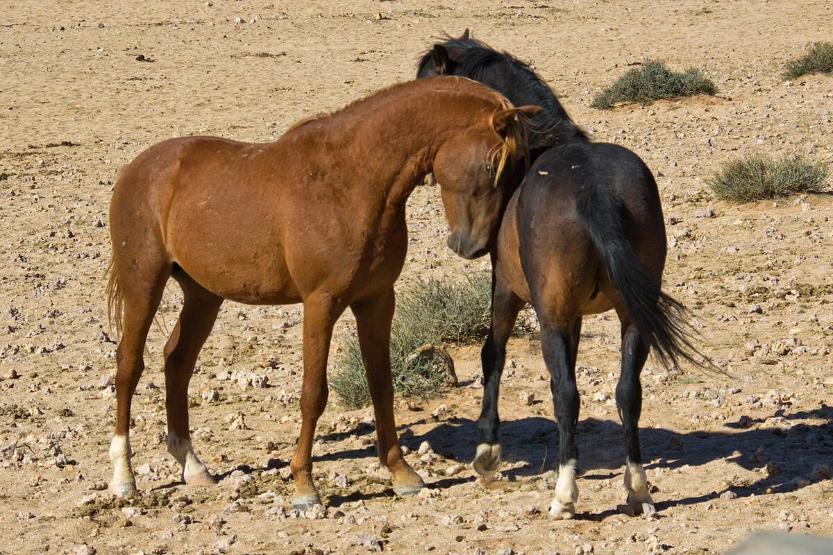 Wiki horses. Лошади пустыни Намиб. Дикие лошади Намибии. Намиб пустынная лошадь. Лошади в Африке.