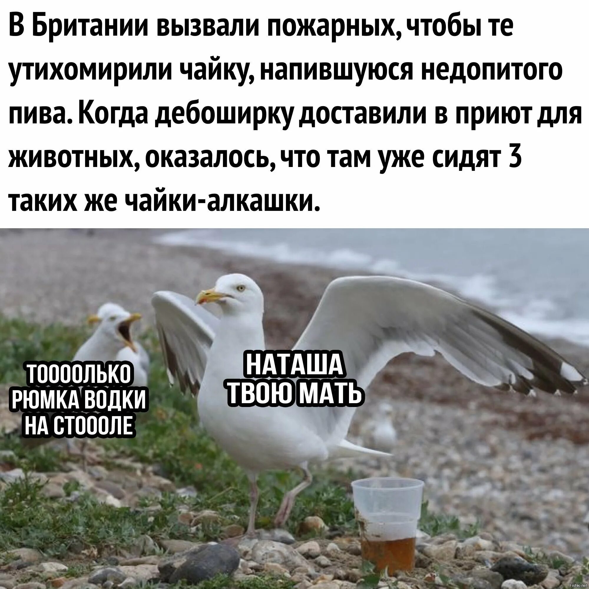 Выбери все постоянные я вижу чайку. Шутка про чайку. приколы про чаек. шутки про чаек. чайка прикол.