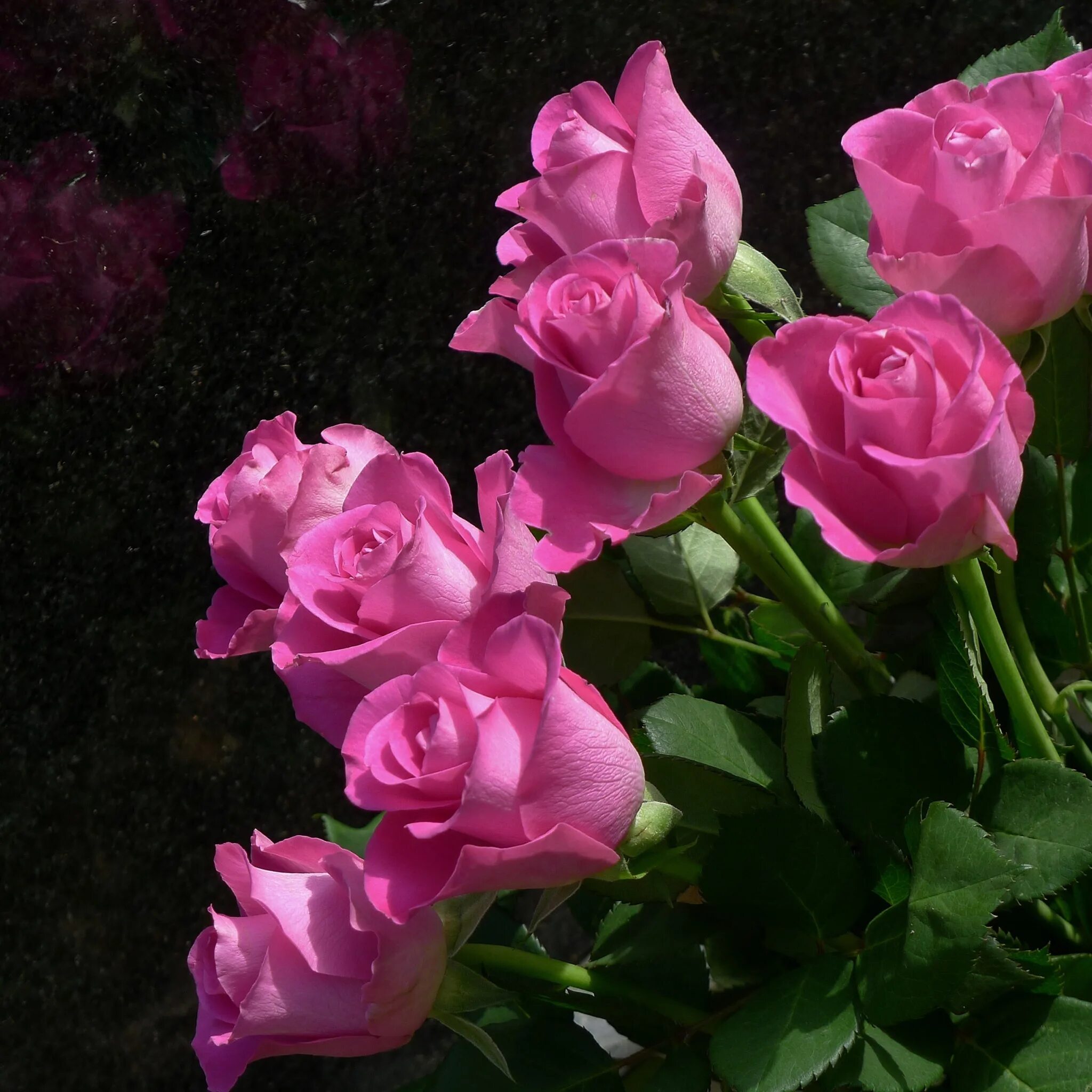 Красивые мерцающие открытки розы. Розовые розы. Живые розы. Открытки с розами. Открытки с розами красивые.