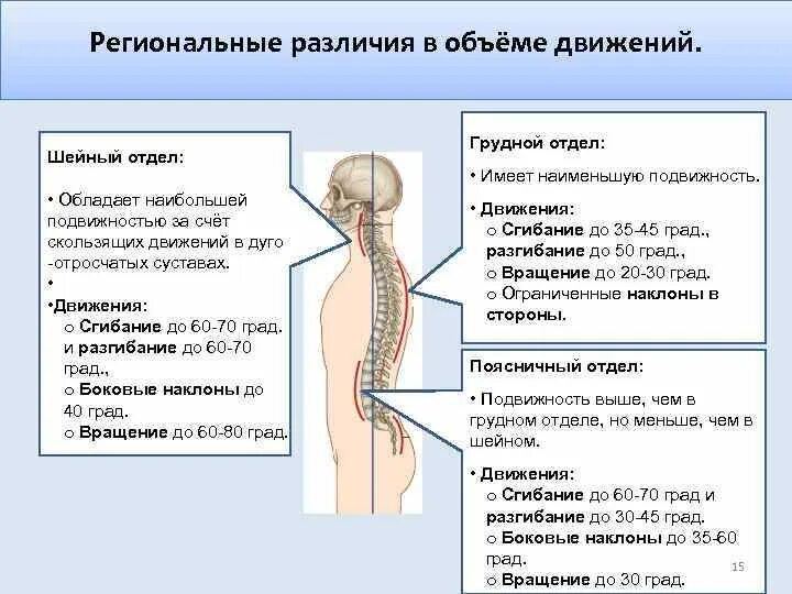 Движения поясничного отдела позвоночника