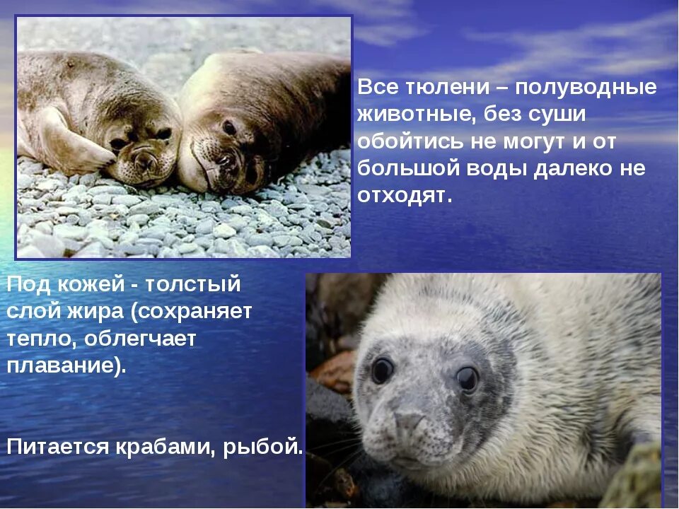 Какая более мощная структура кожи у тюленей. Адаптации тюленя. Адаптация Нерпа. Близкий родственник тюленя. Полуводные животные.