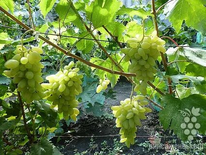 Виноград голд