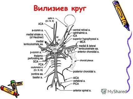 А1 сегмент