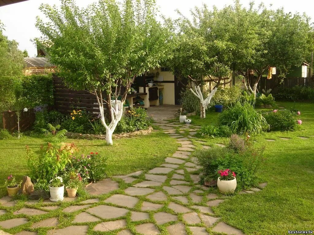 Все о тенелюбивых плодовых деревьях и кустарниках: какие деревья любят тень Куст