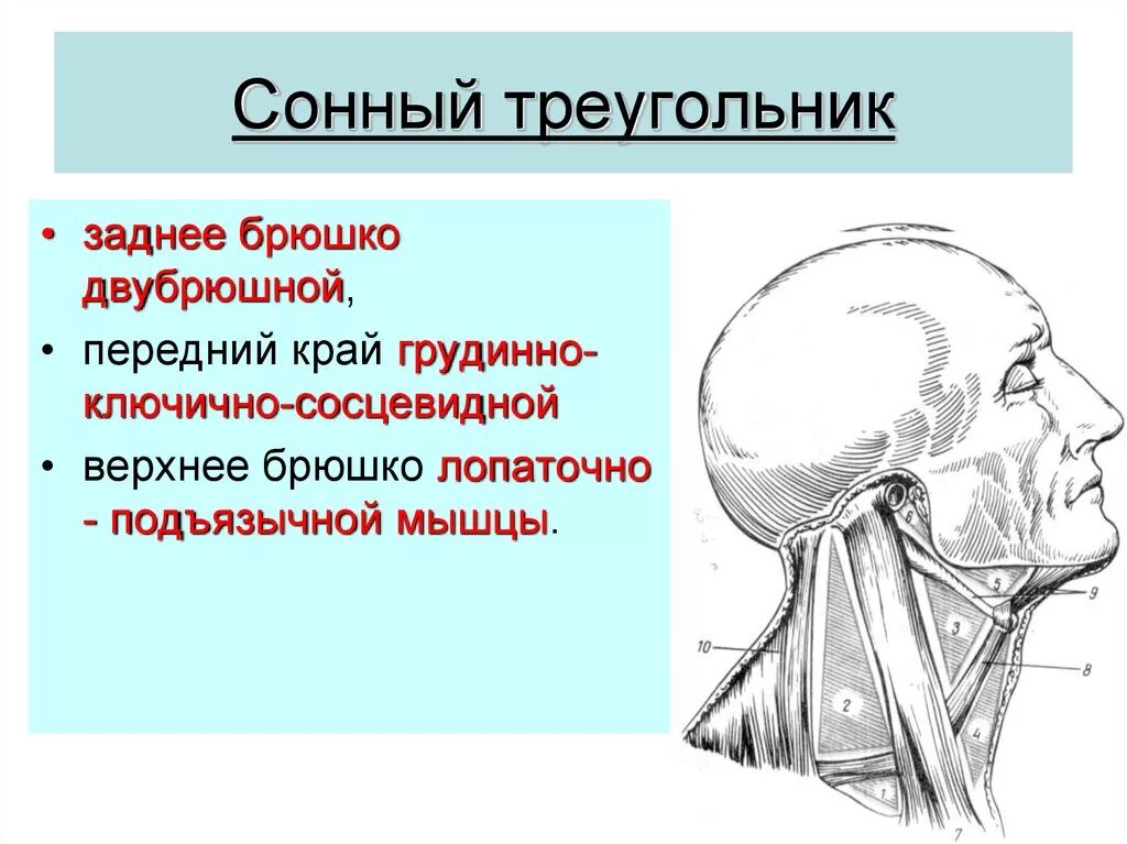 Содержимое шеи. Топография сонного треугольника шеи. треугольники шеи анатомия границы. сонный треугольник шеи топографическая анатомия. треугольники медиального треугольника шеи.