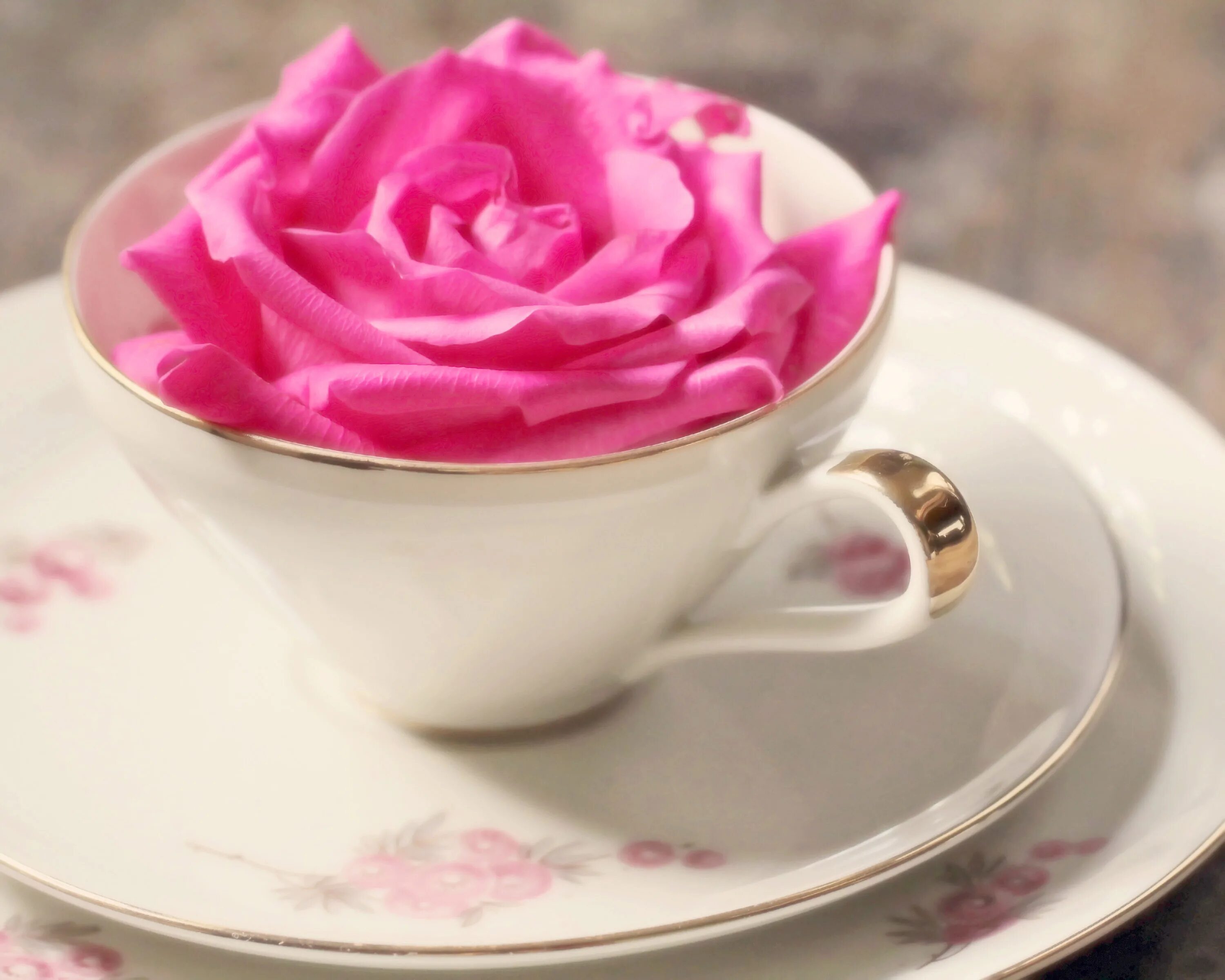 Cups flowers