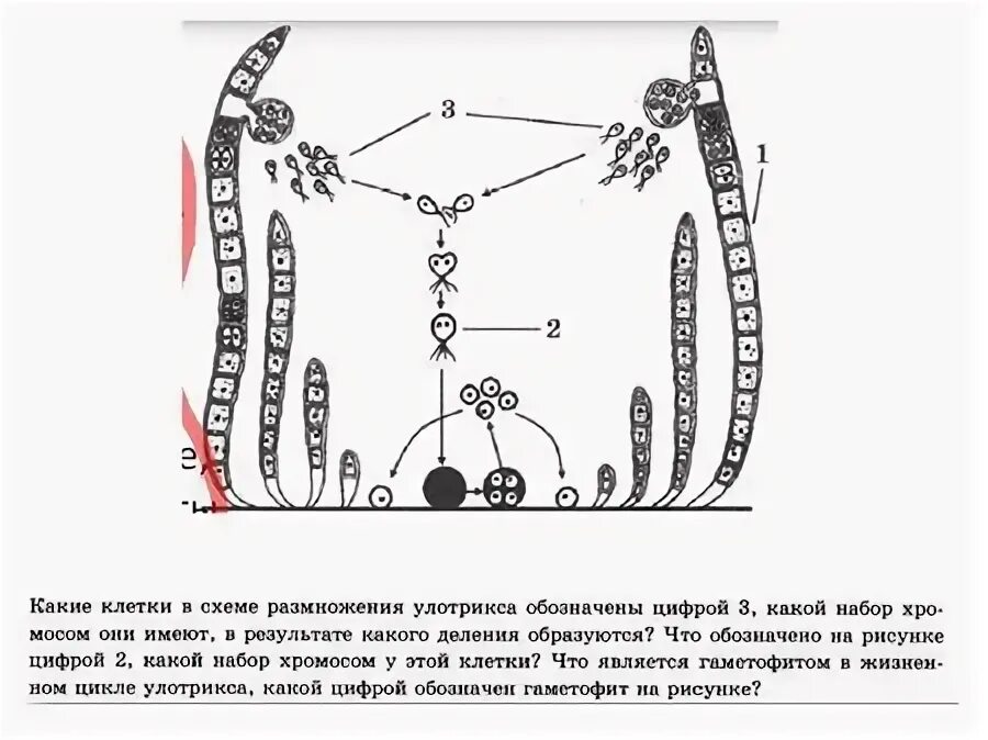 Преобладающее поколение у водорослей