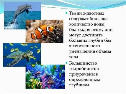 Какие среды жизни населяют гидробионты и аэробионты