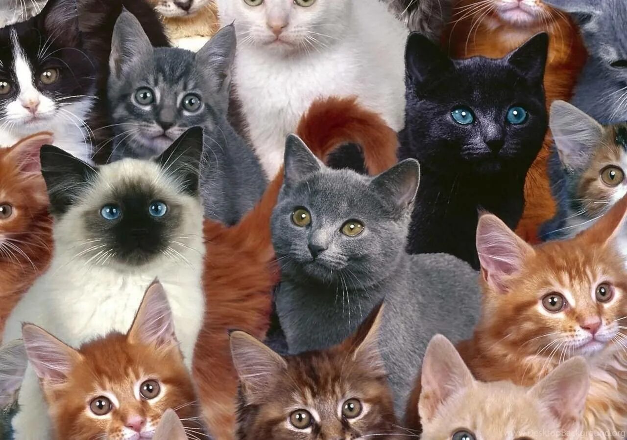 Где много котят. Разные кошки. Много кошек. Много котиков. Много породистых кошек.