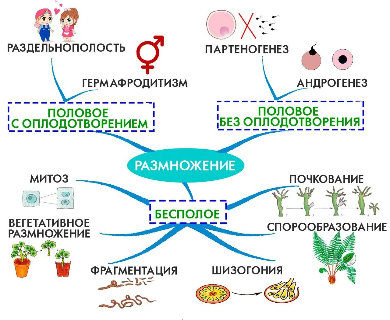 Схема полового размножения растений 9 класс. Схема способы бесполого размножения растений. Бесполое размножение интеллект карта. Ментальная карта бесполое размножение.