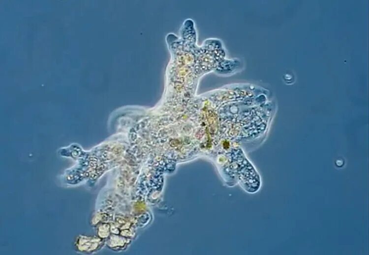 Амёба обыкновенная передвигается. Амёба обыкновенная передвигается с помощью. Саркодовые амеба протей. Какие бывают простейшие животные. Схема питания амебы обыкновенной.