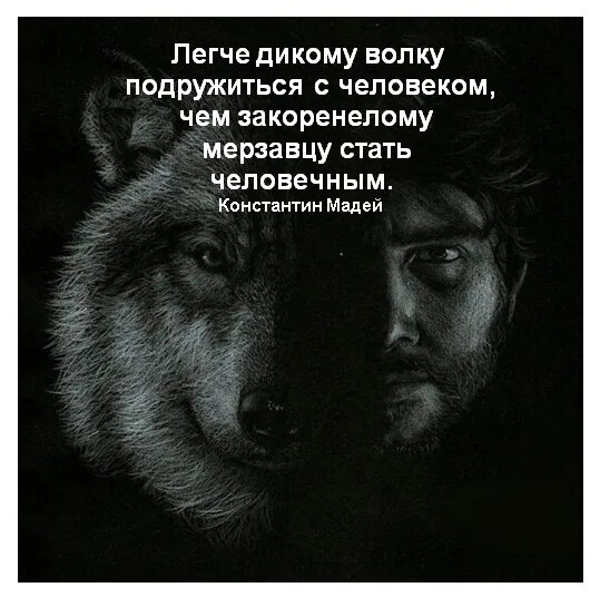 Книга человек человеку волк. Волк дружит с человеком. Человек человеку волк цитаты. Волки подружились с человеком. Человек человеку волк Автор.