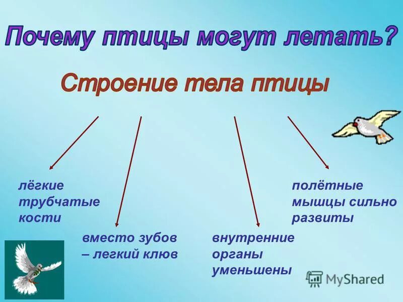 Почему птицы летают ответ. Как летят птицы клином. Почему птицы летают ответ. Почему птицы не летают. С помощью чего птицы летают.