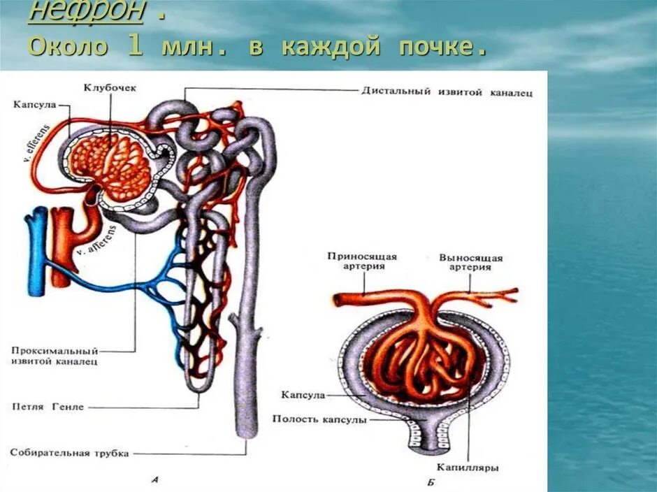 Какая кровь в капиллярном клубочке нефрона. Строение капсулы нефрона. Капсула клубочка нефрона строение. Полость капсулы нефрона. Нефрон почки.