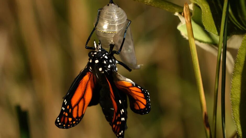 Данаида Монарх куколка. Куколка бабочки Монарх. Кокон бабочки Монарх. Бабочка Данаида куколка.