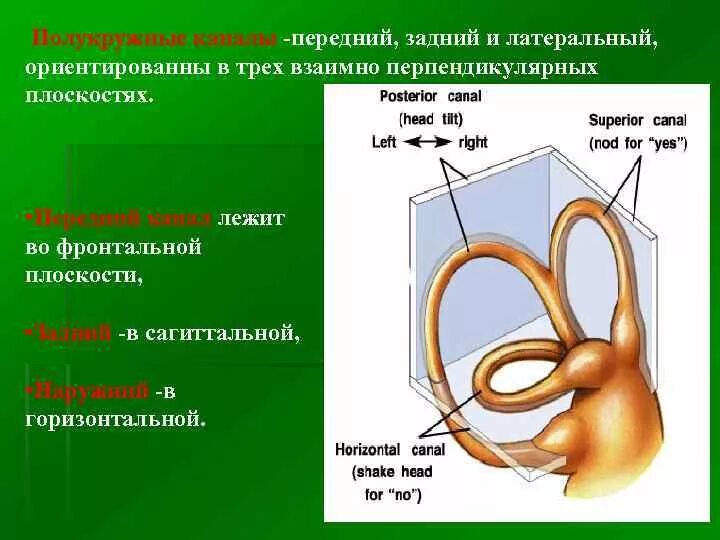 Какой цифрой обозначает вестибулярный аппарат. Полукружные каналы анатомия. Внутреннее ухо вестибулярный аппарат. Полукружные каналы внутреннего уха. Полукружные каналы передний задний.