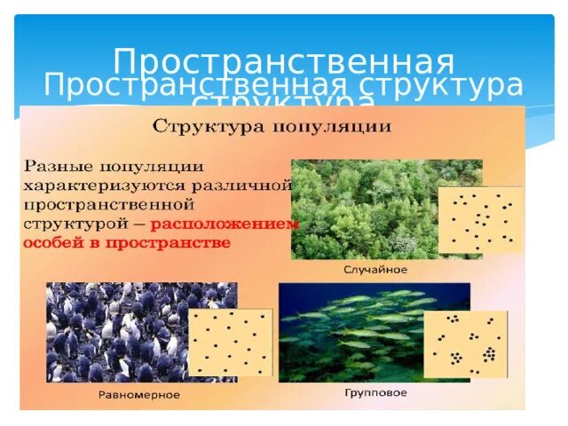 Популяция биология тест. Пространственная структура популяции схема. Пространственная структура популяции таблица. Пространственная структура популяции примеры. Популяция структура популяции.