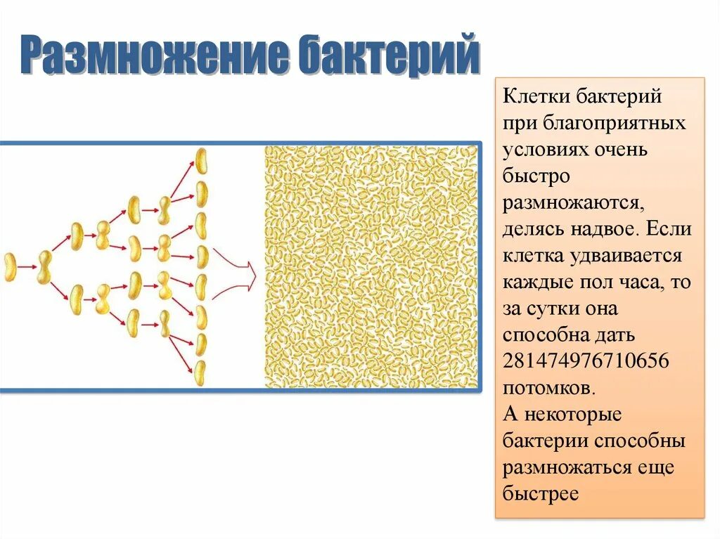 Размножение бактерий примеры. Размножение бактерий. Условия для размножения бактерий. Как размножение бактерий. Процесс размножения бактерий.