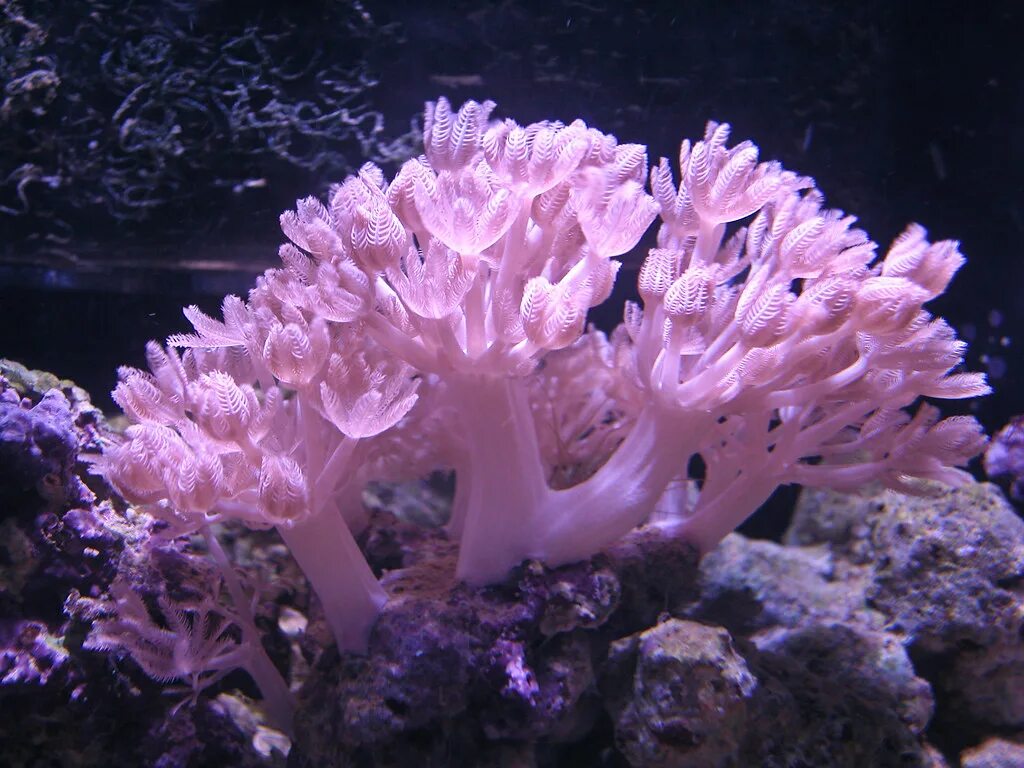 Корнулярия коралл. Коралл Montastraea.