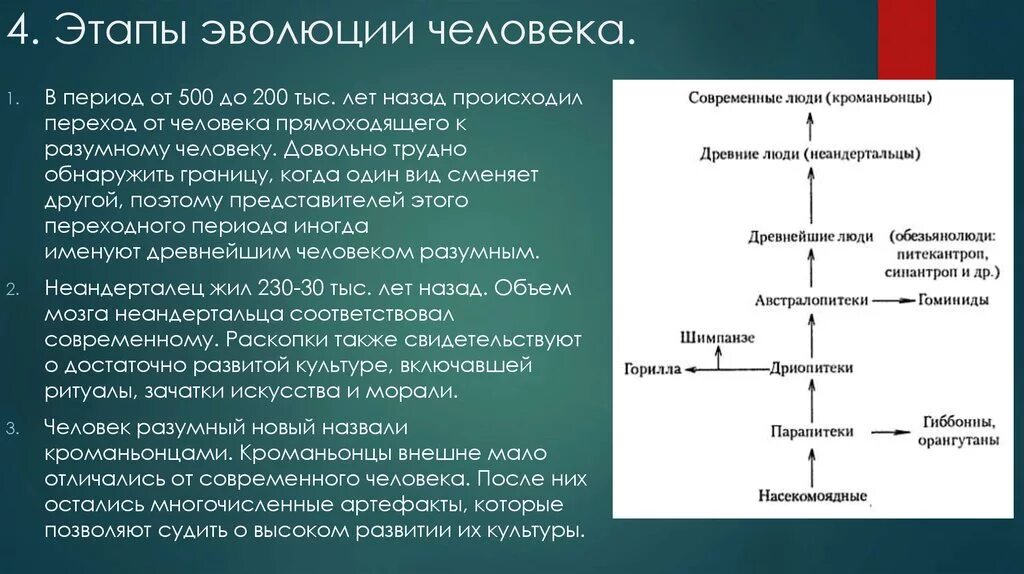 Основные этапы эволюции человека схема. Развитие человека этапы эволюции. Этапы эволюционного развития человека. Этапыэвалици человека.