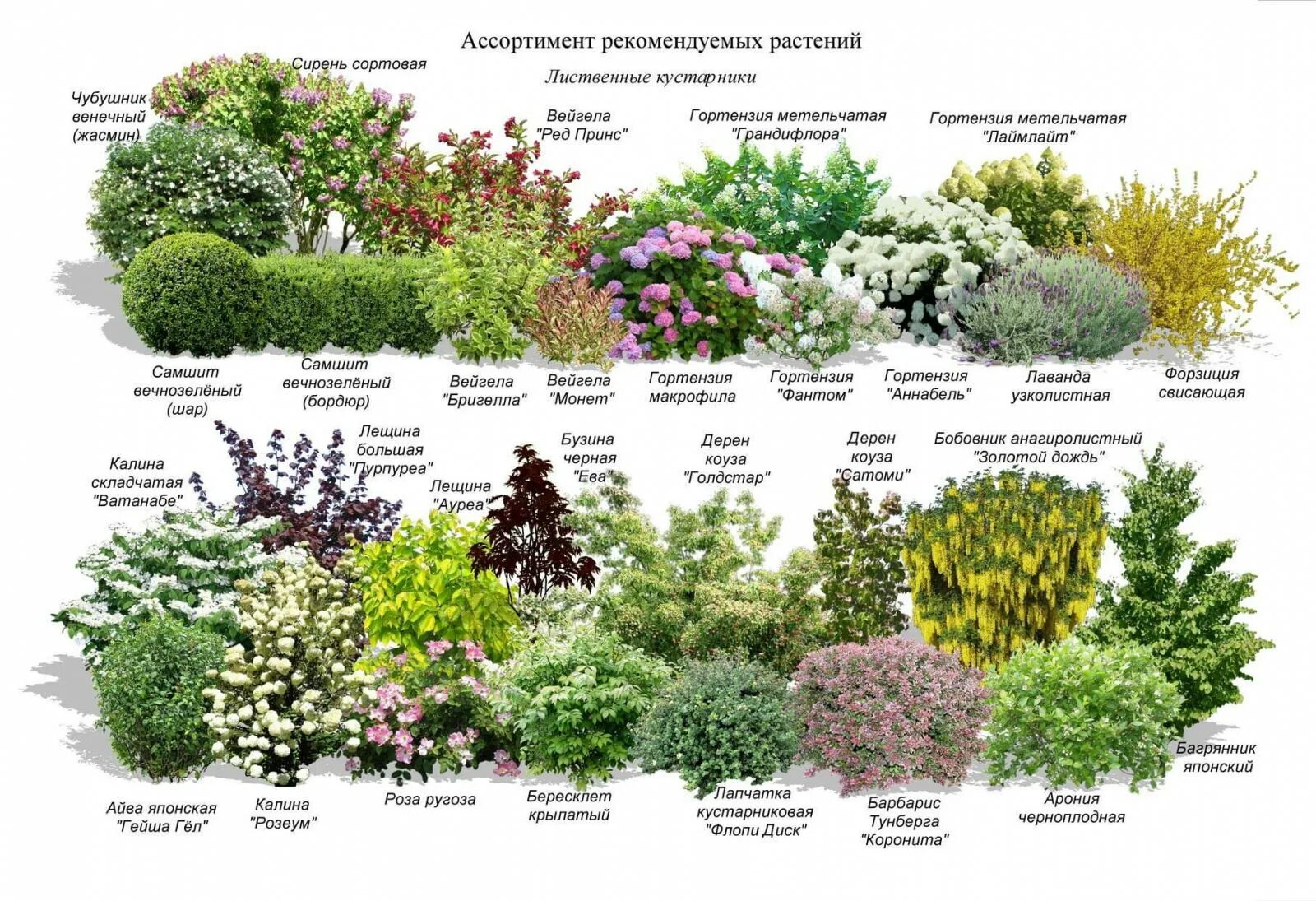 Кустарниковые растения примеры
