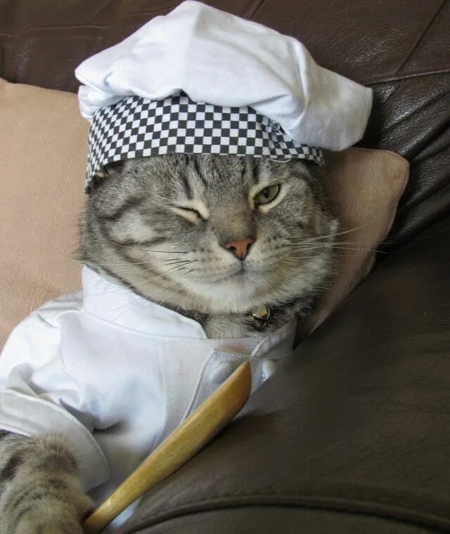 Cooking cat. Кот повар. Кот в колпаке повара. Котик в поварском колпаке. Кот в шапке.