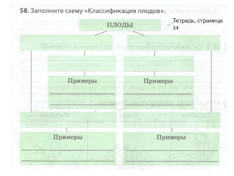 П 43 история 5 класс. Заполните схему классификация плодов. Классификация плода схема. Плоды заполните схему классификация плодов. Классификация . Заполните схему.