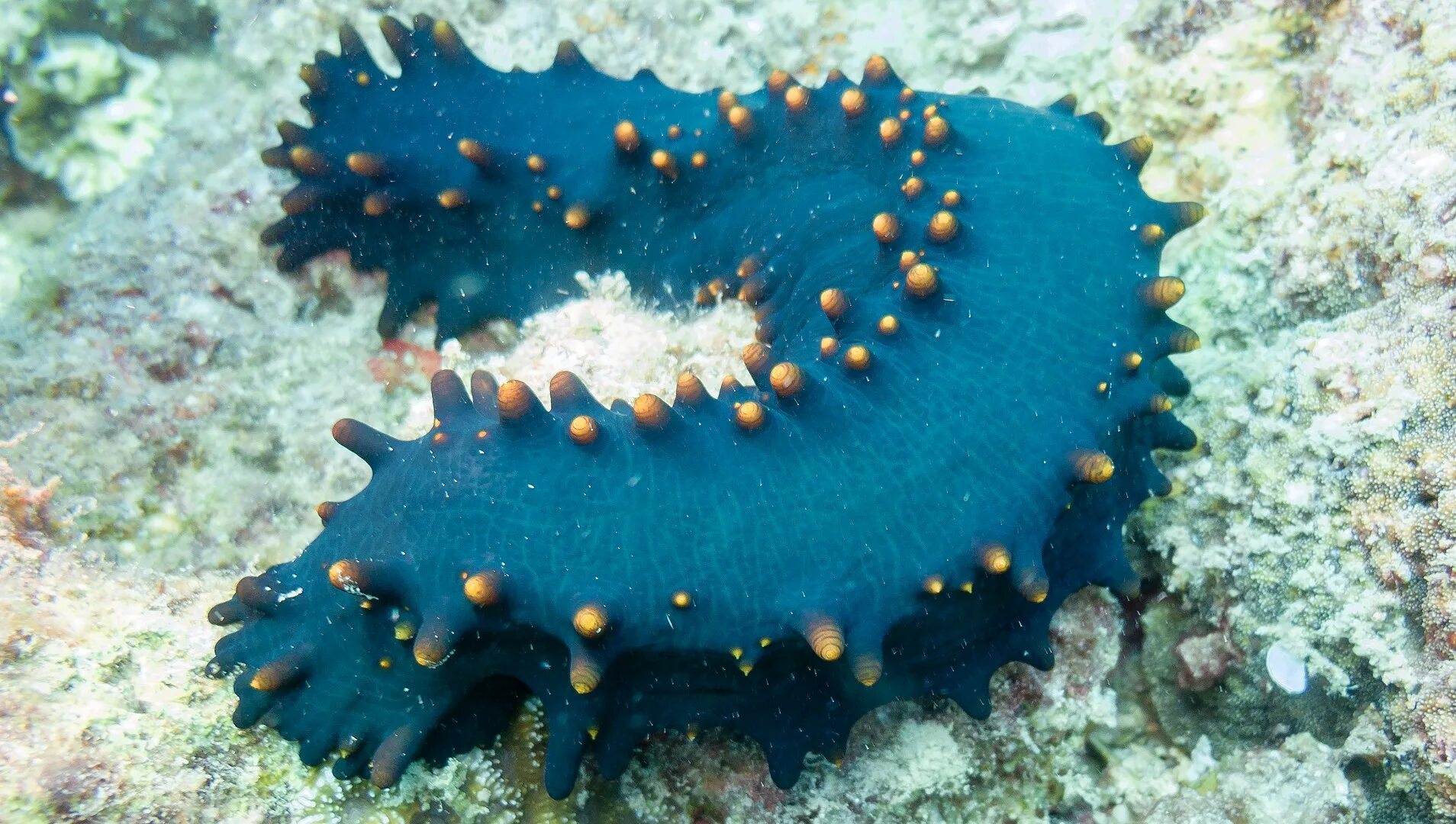 Stichopus herrmanni - curryfish (sea cucumber) Reef Life Survey