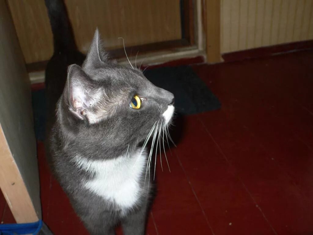 сибирская биколор короткошерстная. серая кошка с белой грудкой. серо белая кошка. британская кошка арлекин. серо белый кот.