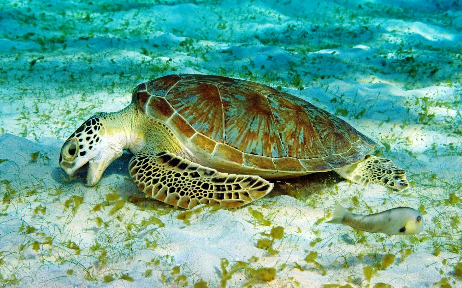 Кто ест морских