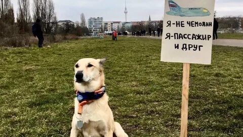 Собак org