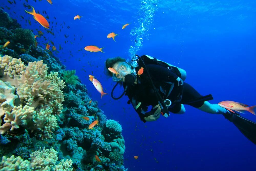 Sea dive. Атлантический океан дайвинг. Красное море дайвинг девушка. Подводное плавание со снаряжением. Карибское море дайвинг.