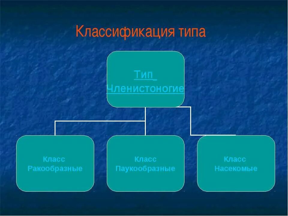 3 типа членистоногих