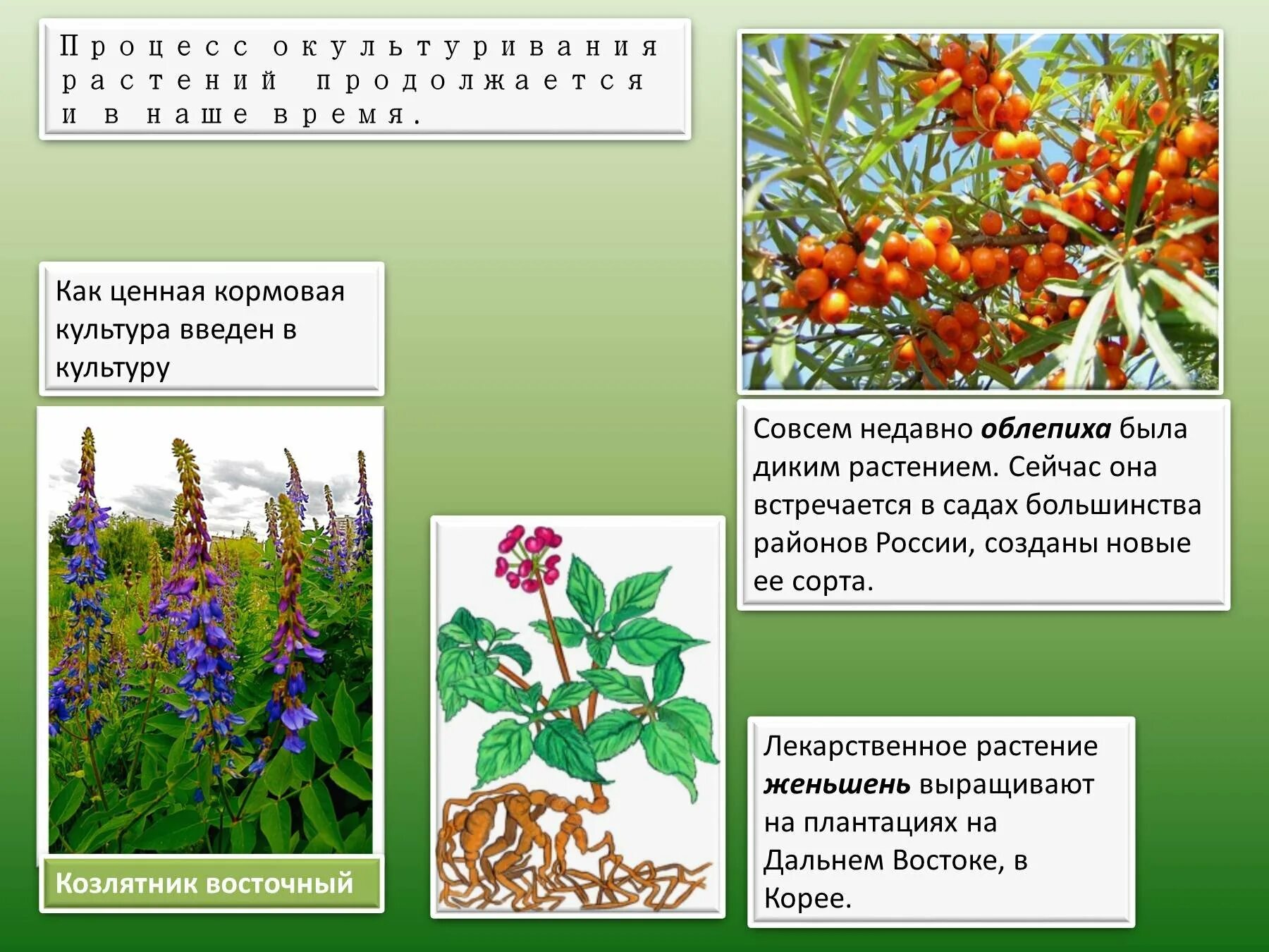 Сообщение о диком растении