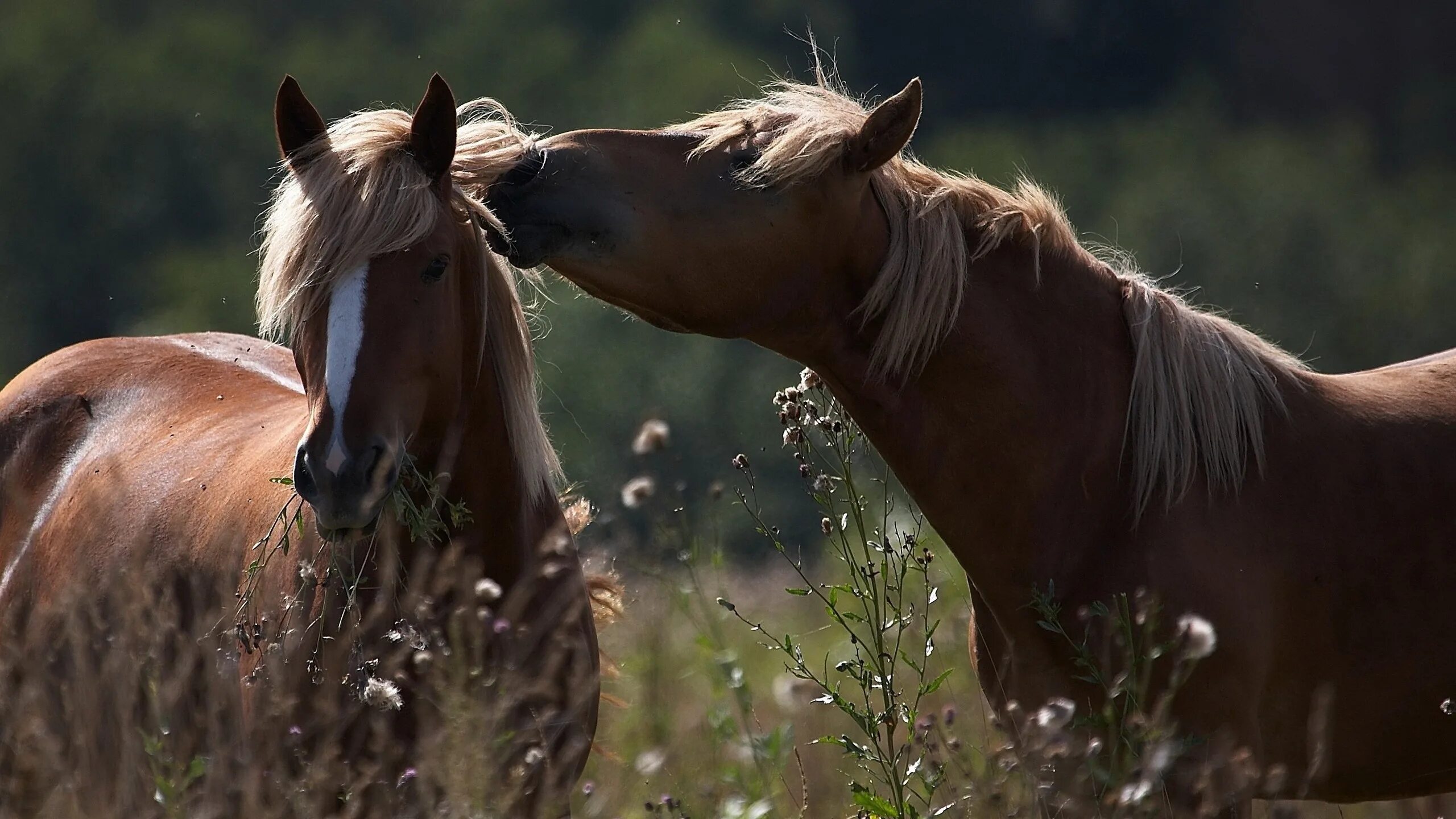 Обои лошади. Пара лошадей. Красивые лошади. Красивые лошади на природе.