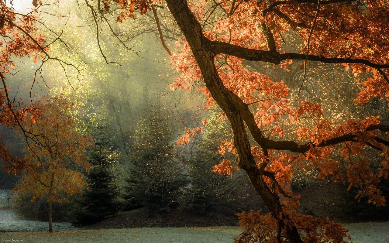 Tree fall