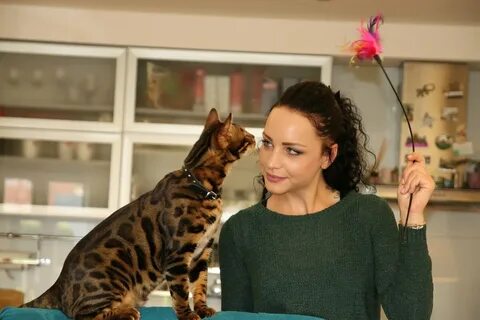 Особенности поведения бенгальских кошек