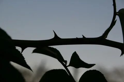 Rose thorns