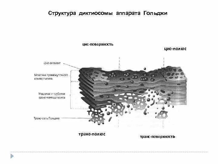 Диктиосома является структурной частью