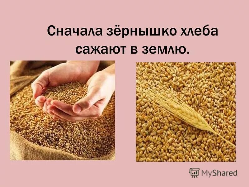 Сначала он дал ей хлеба. Фразеологизмы со словом хлеб. Гдз упражнение 256 русский язык 8 класс. Лука александрович каштанка. Гдз по русскому упражнение 256.