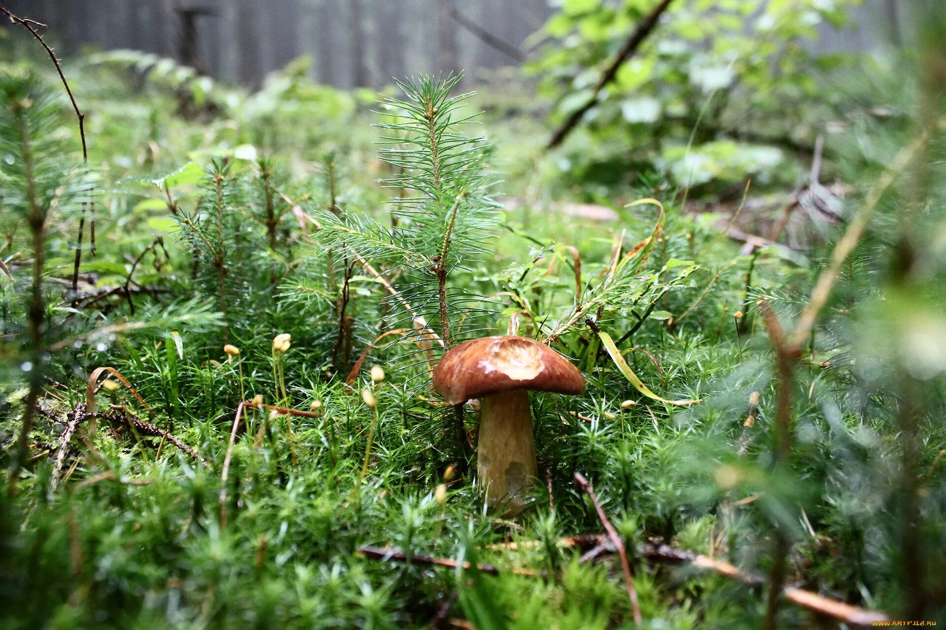 боровик в сосновом бору. белый гриб в боровик в сосновом бору. грибы в сосновом бору. грибы растущие в сосновом бору. грибы в еловых лесах.