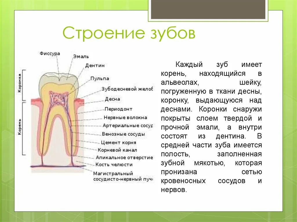 Функции тканей зубов. Строение зубной системы и зубов 8 класс биология человека. Строение зуба 8 класс. Строение зуба биология 8 класс драгомилов. Схема внутреннего строения зуба.