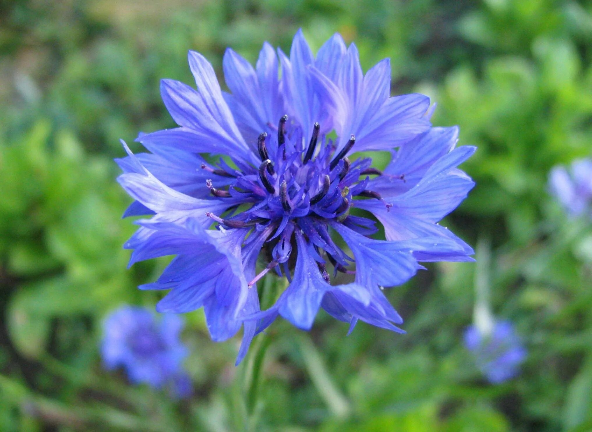 Василек полевой. Василек синий полевой. Василек синий (Centaurea cyanus). Василек Лагуна.