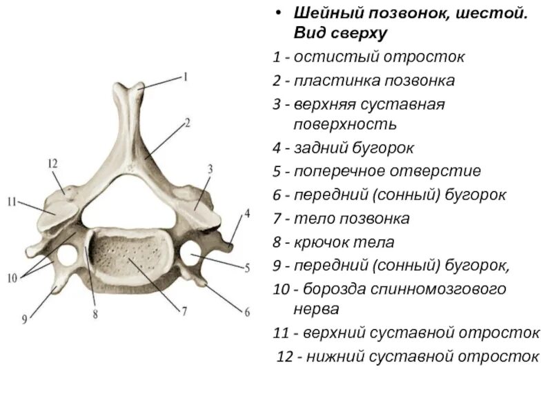 Тело позвонка шейного. 7 Шейный позвонок вид сбоку. Седьмой шейный позвонок вид сбоку. Четвертый шейный позвонок строение. Шейные позвонки строение анатомия.