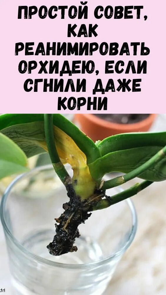 Реанимировать орхидею. Какреанимироаватьорхидею. Корни орхидеи. Орхидеи реанимашки.